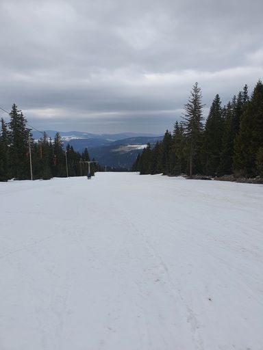 A beautiful view of a snowy field with tall trees under the cloudy sky