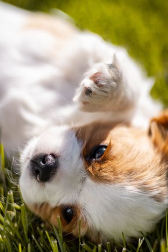 A vertical closeup shot of an adorable white brown puppy on a field