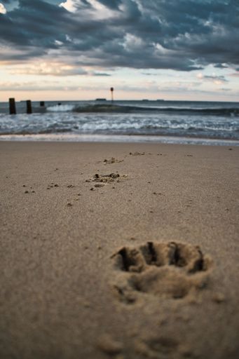A dog footprint on the sandy beach at sunset, Isle of Wight, England