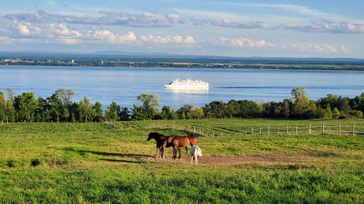 Three horses in the green pasture against a lake with a sailing ship
