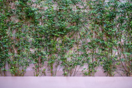 The climbing  plants beautifully covering the wall in the garden