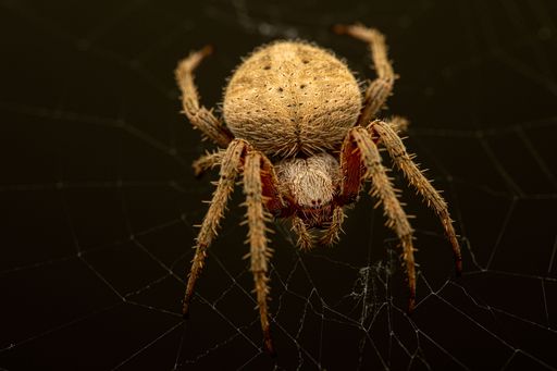 A close-up shot of an Araneus Cavaticus spider on a web