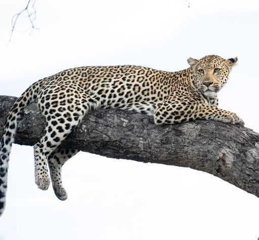 Picture capturing a Leopard resting in a tree after hoisting it's kill