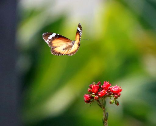 A close-up shot of a butterfly flying by a red flower in a bur
