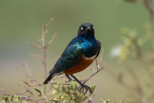 A closeup shot of the superb starling bird, in Masai mara national reserve
