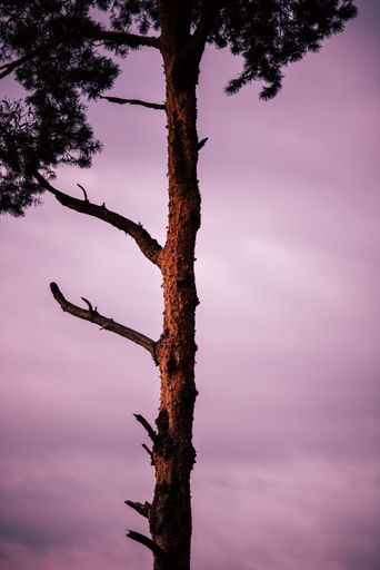 A vertical shot of a narrow tree against a mesmerizing pink cloudy sky