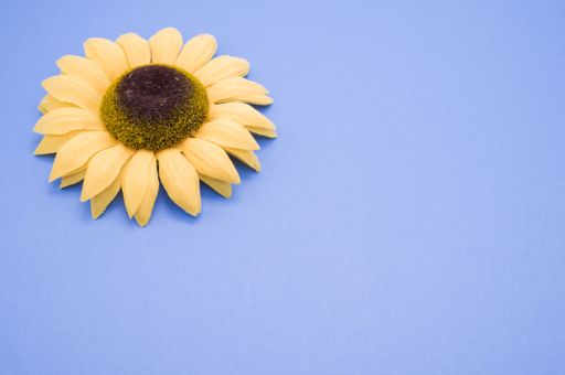 A closeup high angle shot of a sunflower on a blue surface