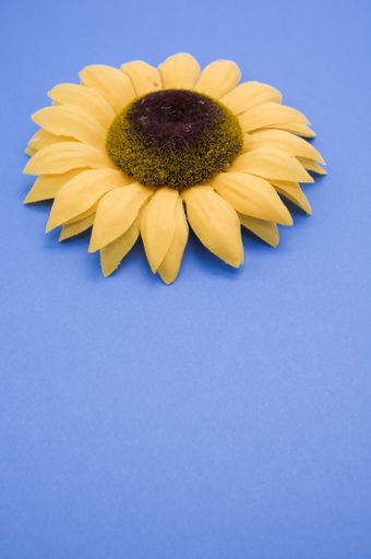 A vertical closeup high angle shot of a sunflower on a blue surface