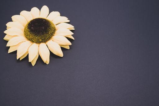 A closeup high angle shot of a sunflower on a black surface