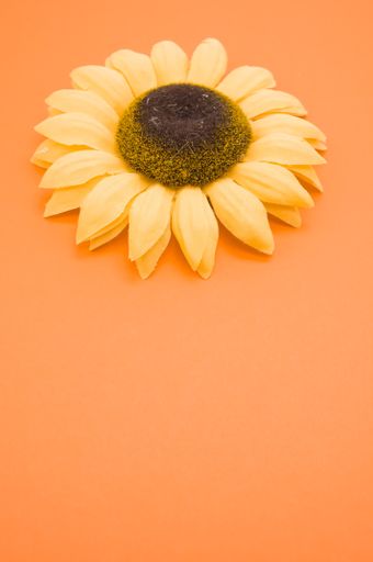 A closeup high angle shot of a sunflower on an orange surface