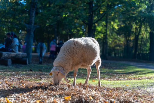 A cute little sheep eating grass in a beautiful green park with people sitting under trees on a sunny day