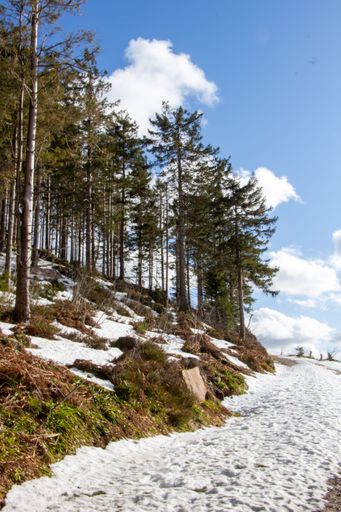 A vertical shot of a beautiful sunny day at the end of winter in Germany with melting snow in a forest under a bright cloudy sky