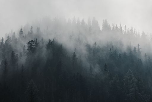 An aerial view of dark dense green forest on a foggy day - gloomy, mysterious wallpaper