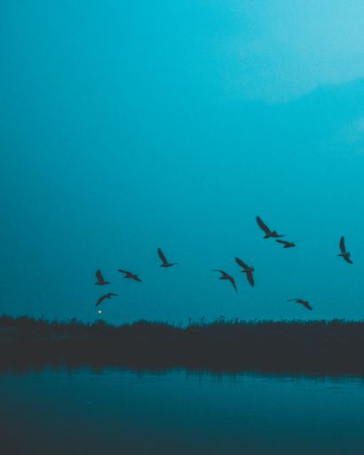 A vertical shot of a flock of birds flying over a blue pond in the evening