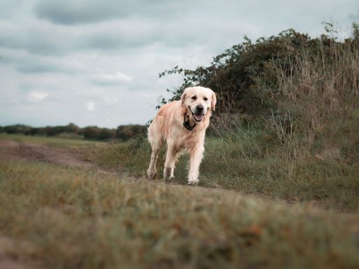 The close-up view of a Golden retriever in the countryside field under the cloudy sky