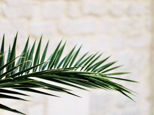 The close-up view of a palm tree branch before the white wall background