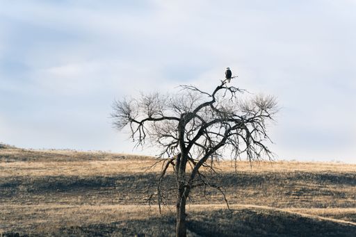 The eagle on the bald tree in the steppe