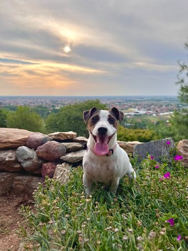 A vertical shot of a jack russell dog on green grass with a beautiful cityscape in the background