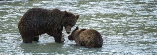 Grizzlys fishing salmon in the river in Alaska before winter, mother with baby