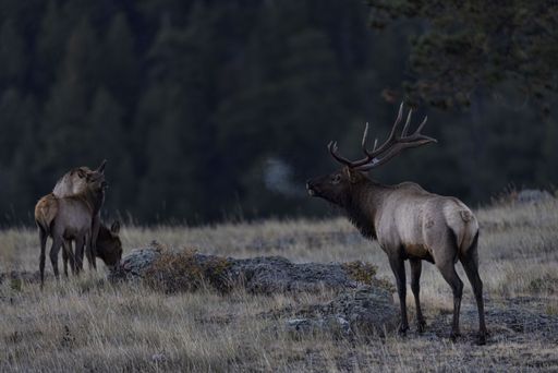 Three red deer (Cervus elaphus) with big horns standing on a hillslide