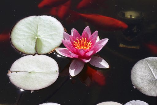 A high angle shot of a beautiful pink lotus growing in a pond