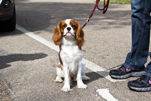 A selective focus shot of a cute cavalier king charles spaniel dog