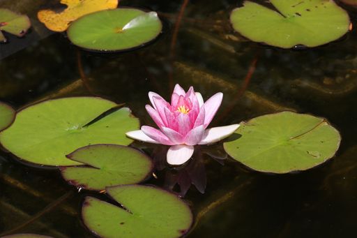 A high angle shot of a beautiful pink lotus growing in a pond
