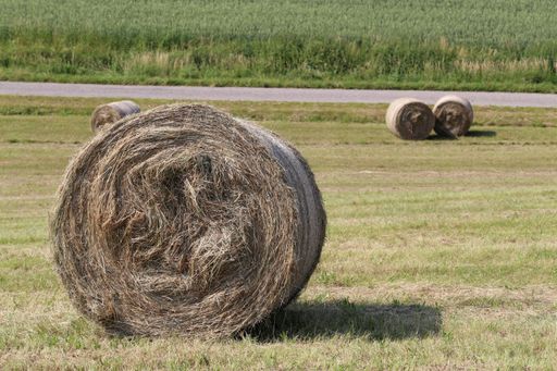 The rolls of haystack on the field on a sunny day