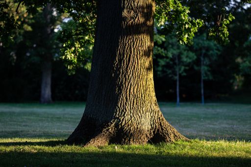 A closeup of a thick oak tree trunk in the park