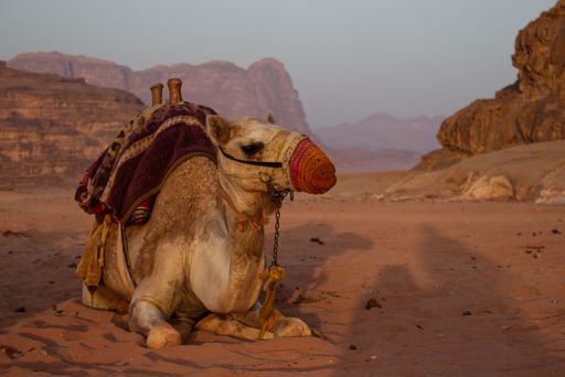A one-humped camel (Camelus dromedarius) with a tied mouth lying down at sunrise in Wadi Rum Desert, Jordan