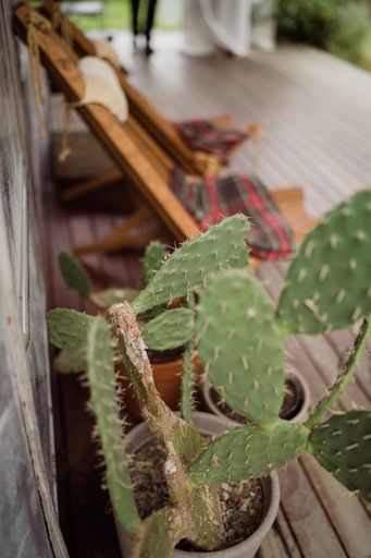 A vertical shot of a cactus plant under the sunlight