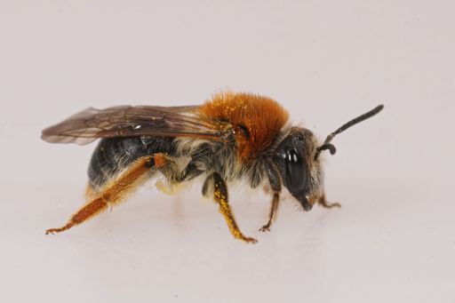 Closeup on a female red-tailed mining bee, Andrena haemorrhoa on a white studio background