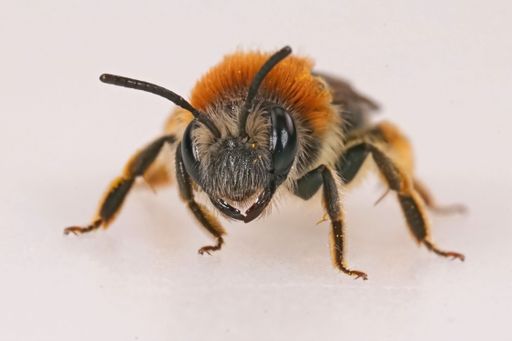 Closeup on a female red-tailed mining bee, Andrena haemorrhoa on a white studio background