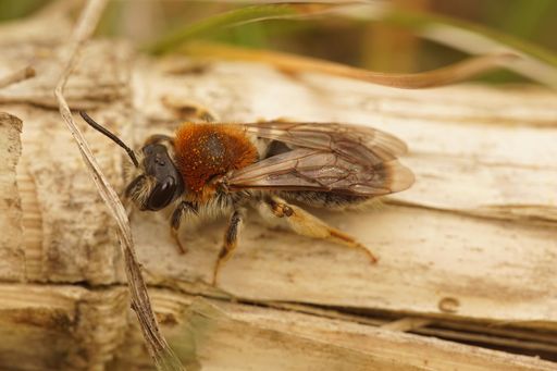 Closeup on a female red-tailed mining bee, Andrena haemorrhoa sunbathing on a peice of wood
