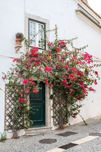 A beautiful shot of the flowers blooming next to the green door of the white building in Paris
