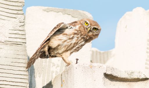 A closeup shot of a brown little owl perched on a rocky wall under a blue sky