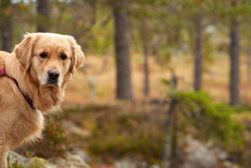 A young  golden retriever isolated in blurred background