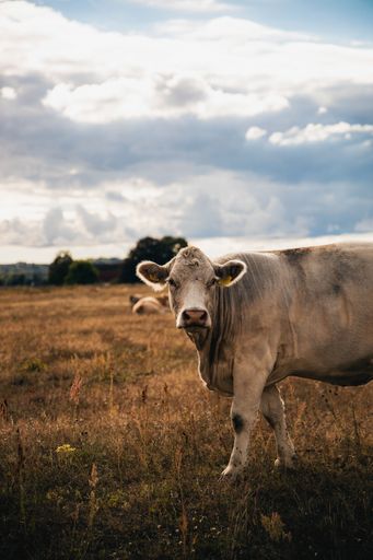 A vertical shot of a cow on the dried grass in Swedish countryside