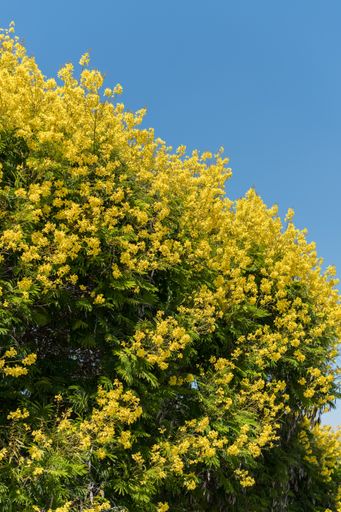 A vertical low angle shot of a tree with yellow flowers