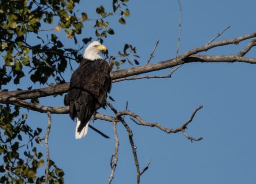 The beautiful view of the Bald Eagle sitting on the tree branch, close-up