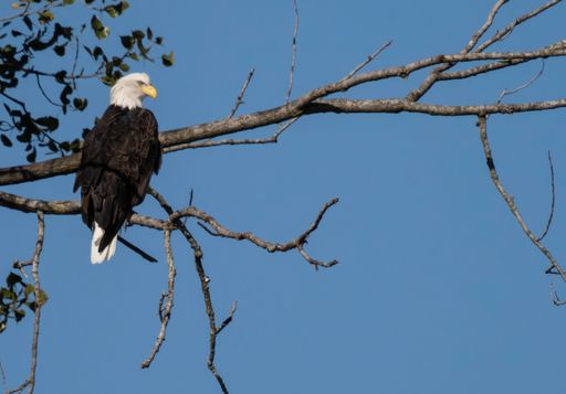A bald eagle (Haliaeetus leucocephalus) resting on a tree with a blue sky in the background