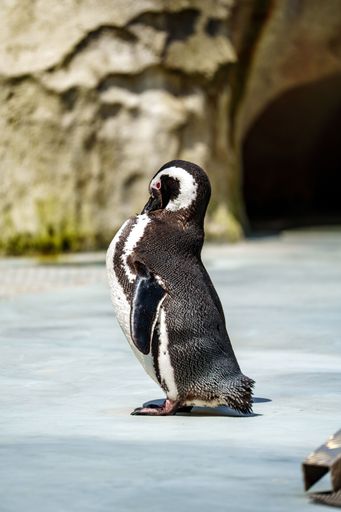 A vertical closeup of an African penguin, Spheniscus demersus.
