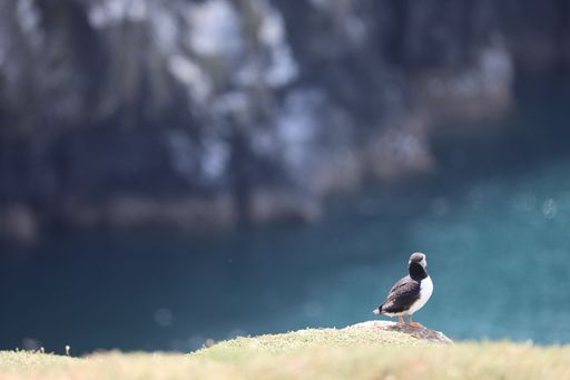 A selective focus shot of Atlantic puffin (Fratercula arctica) on Skomer Island, Wales