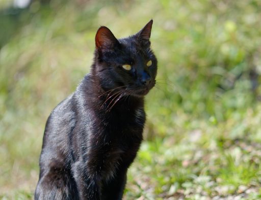 A shallow focus of a black cat with green eyes looking aside with blurred green background