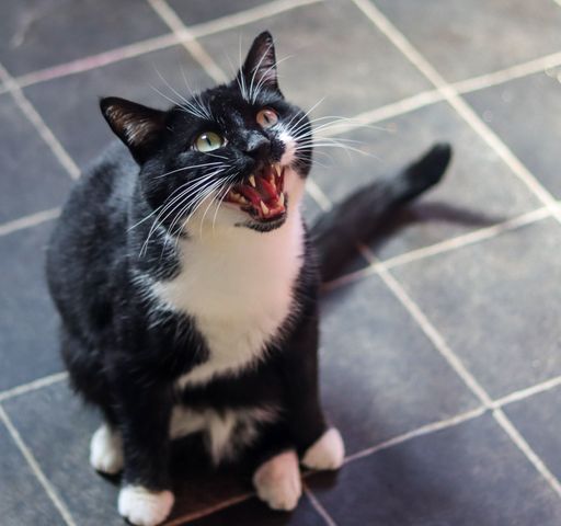 A closeup of a black and white, bicolor cat crying for food in a kitchen