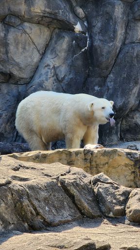 A vertical shot of a Polar bear feeding in a zoo
