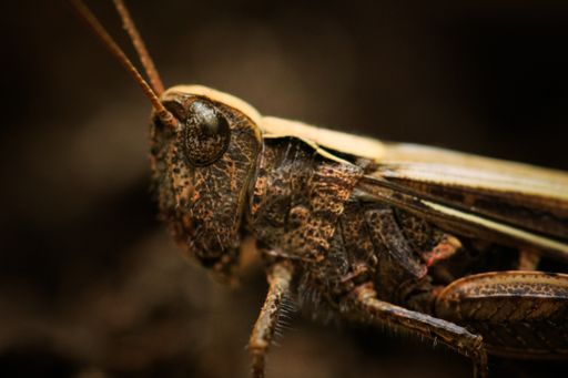 A closeup of an Oedaleus infernalis under the sunlight with a blurry background