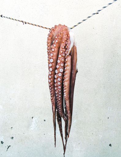 A vertical close-up shot of an octopus hanging on a rope