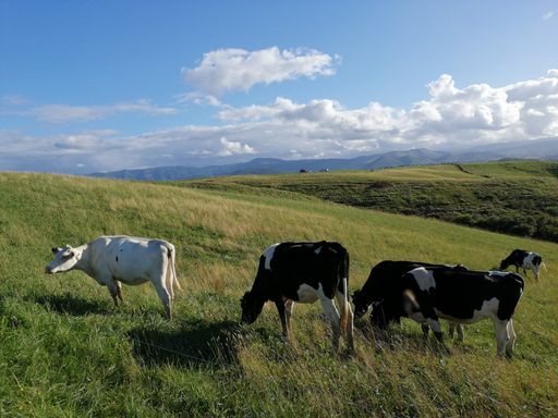 A herd of cows grazing on the pasture under a cloudy sky