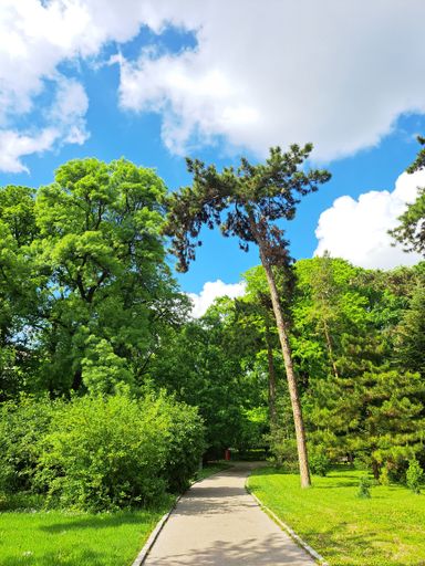 A vertical shot of a walking path in a park with green trees